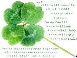 吃瓜四叶草娱乐,揭秘娱乐圈幕后故事