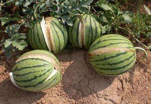 吃瓜娱乐图片高清无水印,捕捉娱乐圈精彩瞬间